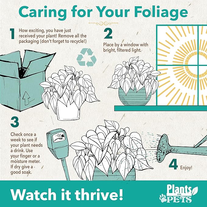 Plentiful Pothos & Philodendron (6-Pack), Pothos Live Plant Decor, Office Plants, Real Plants, Easy Indoor Plant, House Plants Indoors Live Plants Indoor Plants Live Houseplants by Plants for Pets