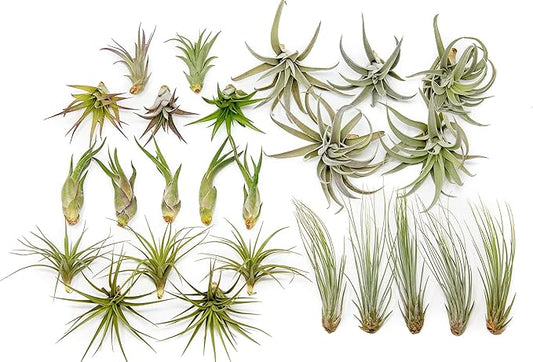 50 Pack of Classic Air Plants Variety - Live Succulent House Plants - Available in Wholesale and Bulk - Home and Garden Decor - Easy Care Indoor/Outdoor Air Plant