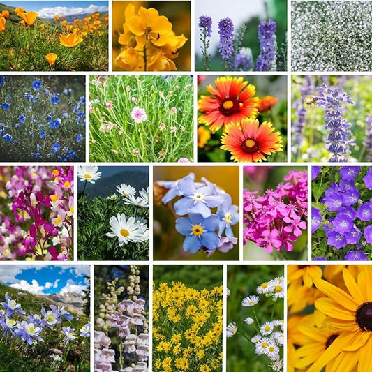 Rocky Mountain Wildflower Seeds Mix - 5 Lb Seed Pouch - 22 Wild Flower Seed Varieties - Annuals, Perennials and Bi-Annuals - Flower Garden