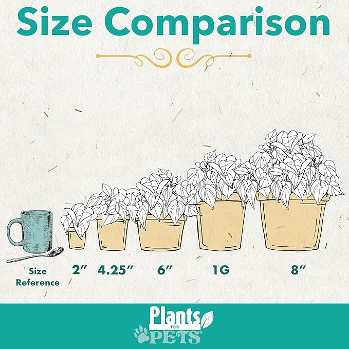 Plentiful Pothos & Philodendron (6-Pack), Pothos Live Plant Decor, Office Plants, Real Plants, Easy Indoor Plant, House Plants Indoors Live Plants Indoor Plants Live Houseplants by Plants for Pets