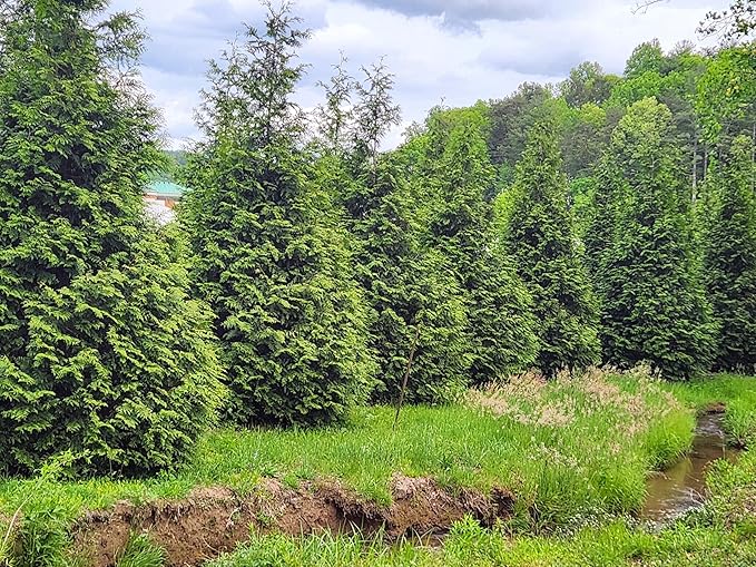 Thuja Green Giant Arborvitae Lot of 10, 3 Inch Pot