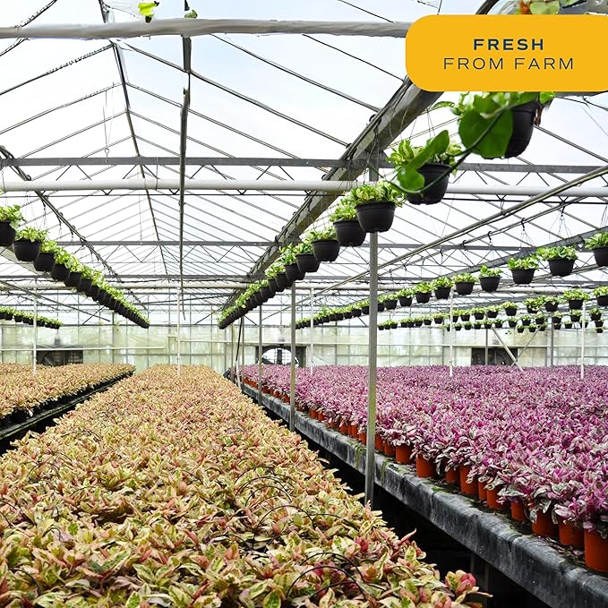 Costa Farms Majesty Palm Live Plant, Indoor and Outdoor Palm Tree, Potted in Plant Pot and Soil, Tropical Floor Houseplant, Housewarming, Patio, Balcony, Office, Home, and Room Decor, 3-4 Feet Tall