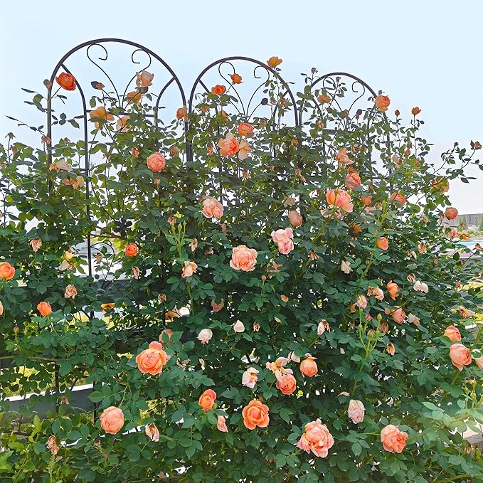 Metal Garden Trellis Rustproof Trellis for Climbing Plants Outdoor Flower Support Peacock Style (Black-4 Pack, 86.7"x19.7")