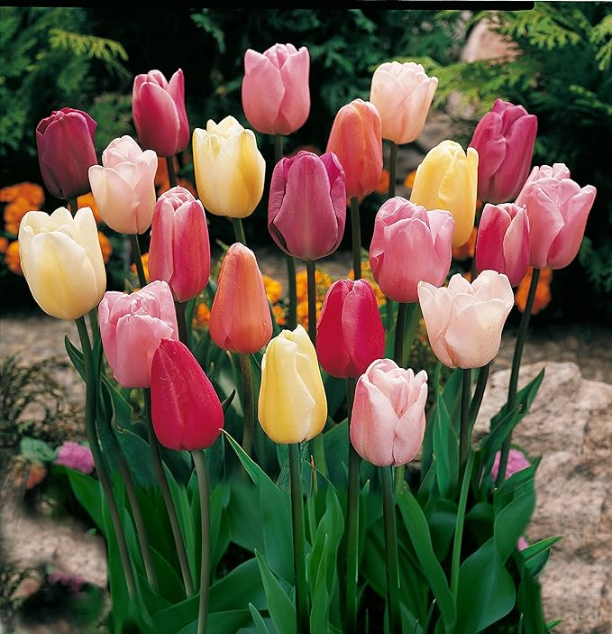 50 Triumph Tulip Bulbs for Planting - Assorted Color Value Pack - Plant in Gardens, Borders & Flowerbeds - Bulb Size 11/12 cm - Easy to Grow Fall Flowers Bulbs by Willard & May